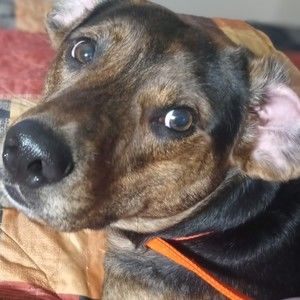 Meet your Posher, Donna